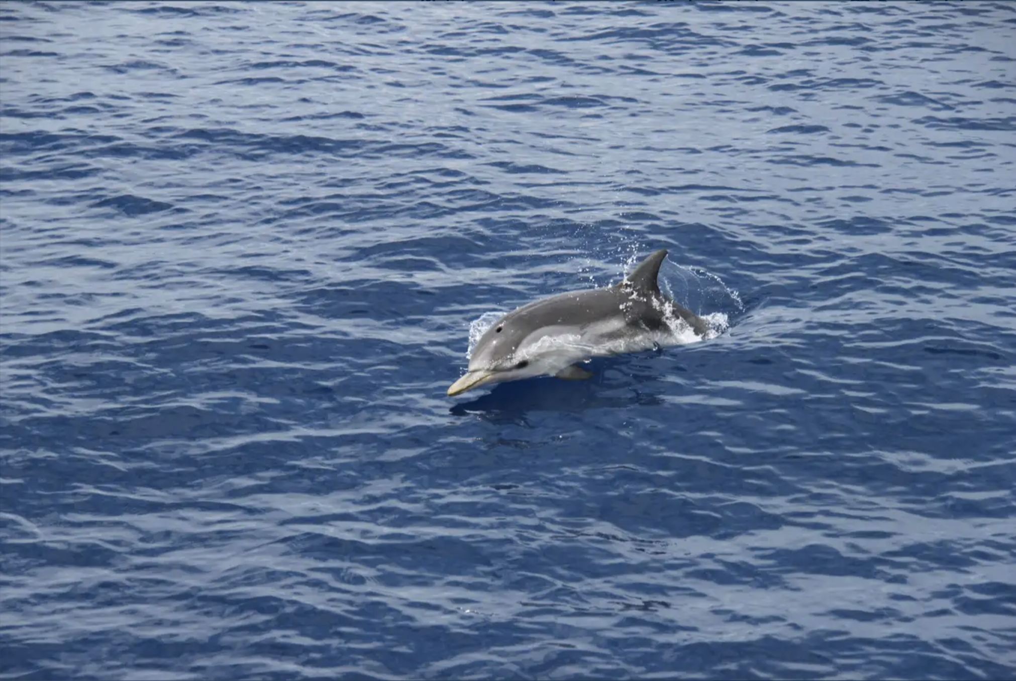 Tour in motonave con avvistamento cetacei