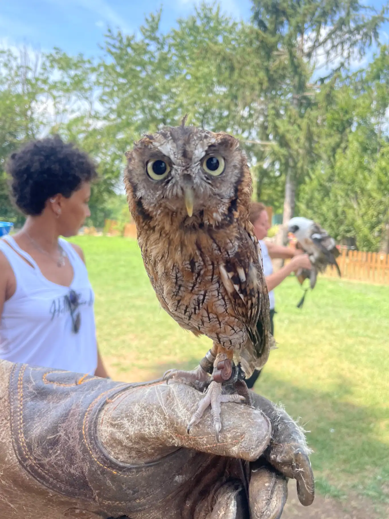 Falkner für einen Tag in Brianza