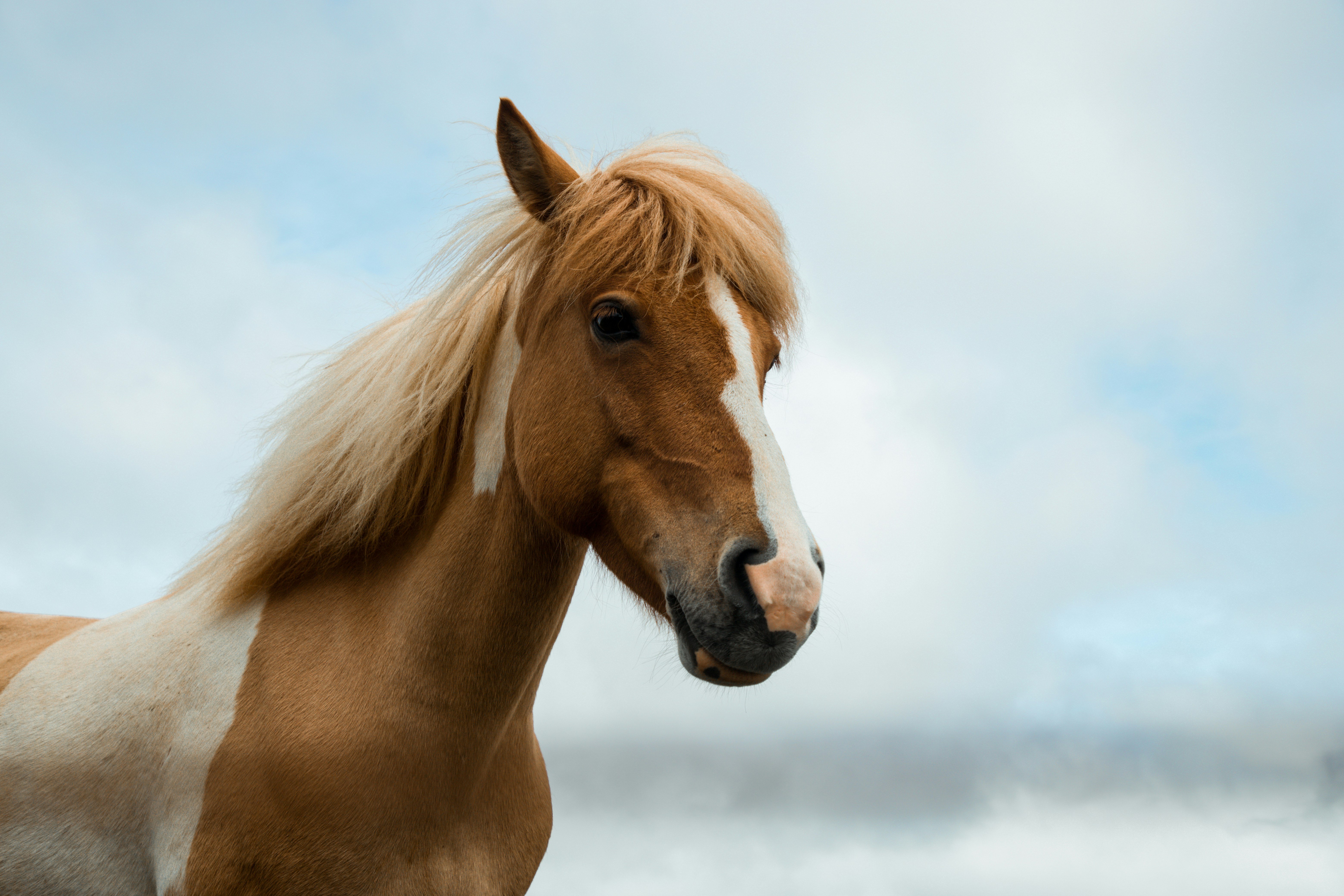 Randonnée à cheval dans le parc national de l'Alta Murgia